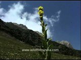 Flowers Amarnath Yatra MDV 335 L62 28