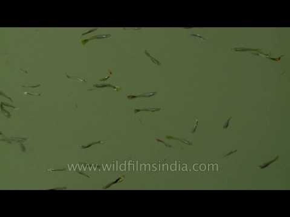 Shoal of fish in a pond at Punnamada resort - K...