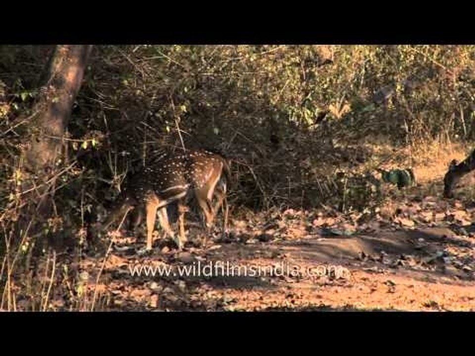 Herd of Chital deer graze on dry grassland in Southern India