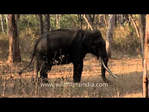 Elephant in Bandipur National Park, Karnataka