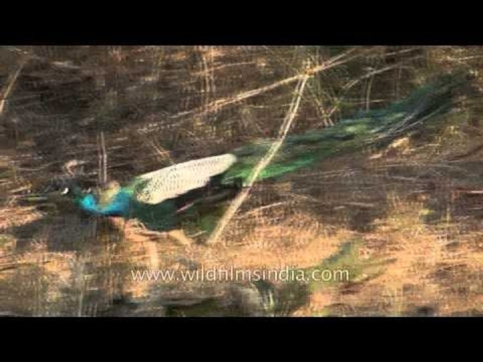 Indian Peafowl