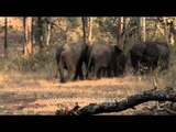 Group of elephants in Bandipur national park