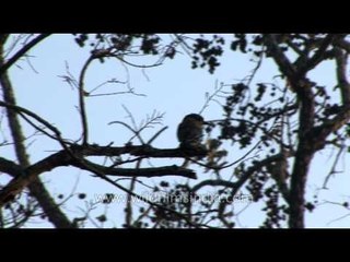 bird,Tape 8 3rd phase L30 3