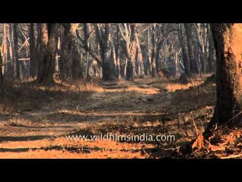 Spotted deer or cheetal graze on dry grasses