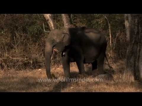 Elephant graze on dry grasses