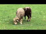 Rams with large horns chomp grass in Himalayan meadow, Himachal Pradesh