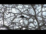 Malabar giant squirrel (Ratufa indica) - Bandipur National Park