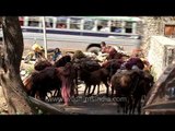 Donkeys of Kashmir: Mules carry goods in an Indian mountain village