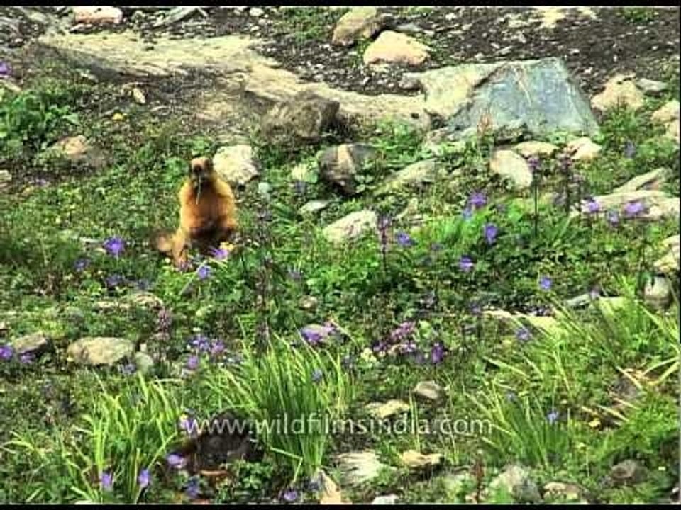 Himalayan Marmot in an alpine meadow