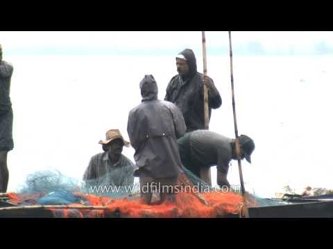 Fishermen clear fishing nets on Vembanad Lake - Kerala