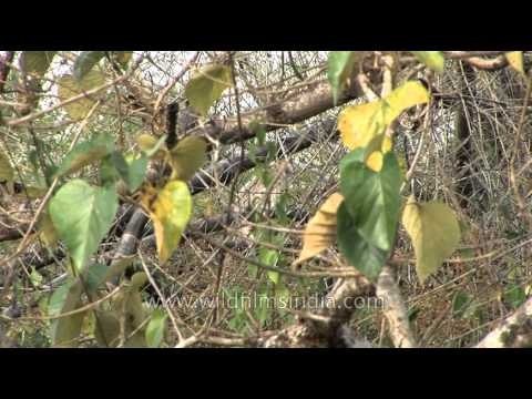 Gray langurs in Bandipur National Park