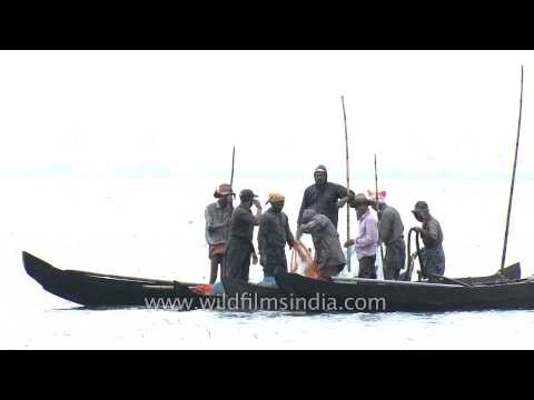 Local fishermen fishing on Lake Vembanad - Kerala