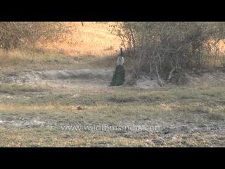 Indian peacock in Bandipur National Park