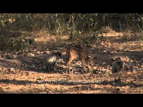 Group of Hanuman langurs and Chital deer at Bandipur National Park
