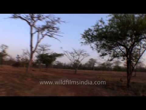 Open dry forests of Panna National Park