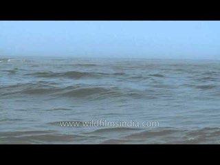 Small fishing boats float through waves of Arabian sea