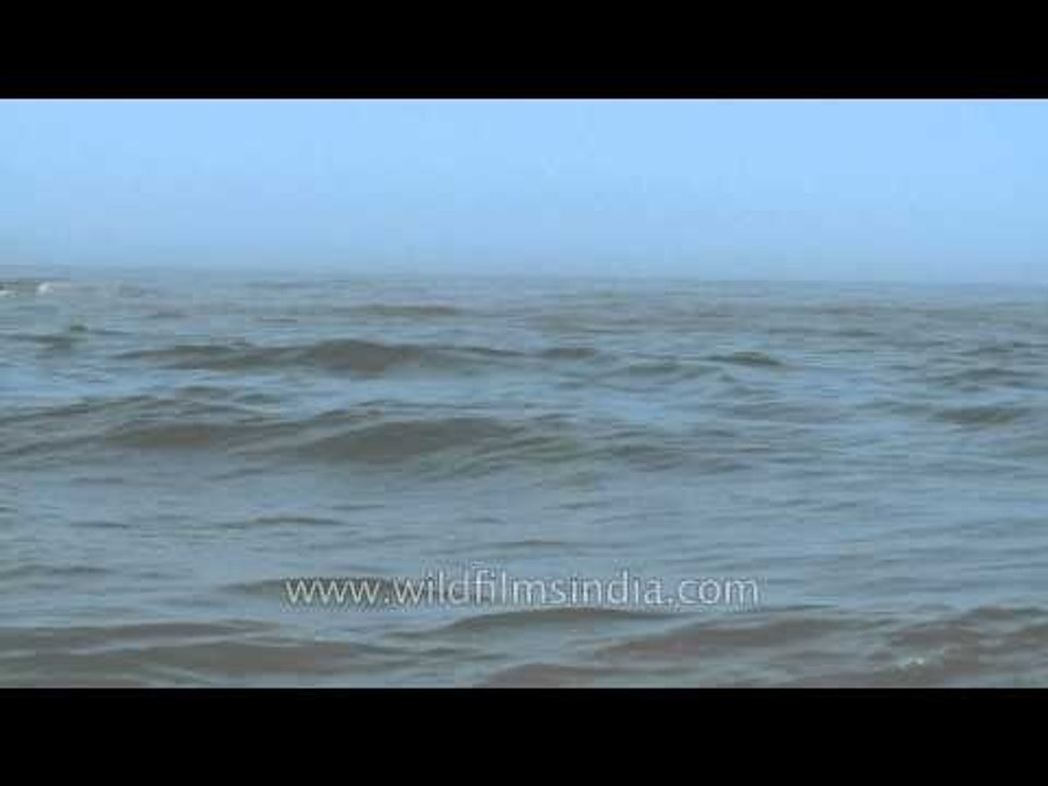 Small fishing boats float through waves of Arabian sea