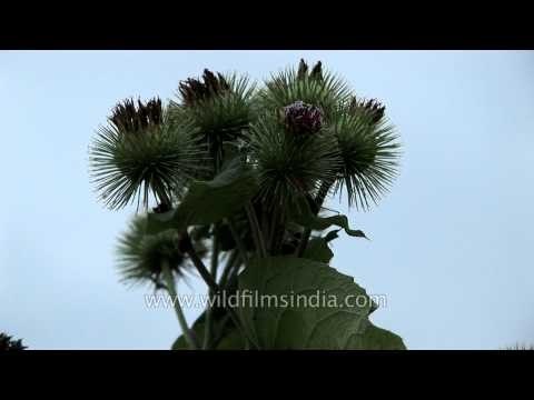 Help us identify this thistle-like flowering plant from the Himachal Himalaya