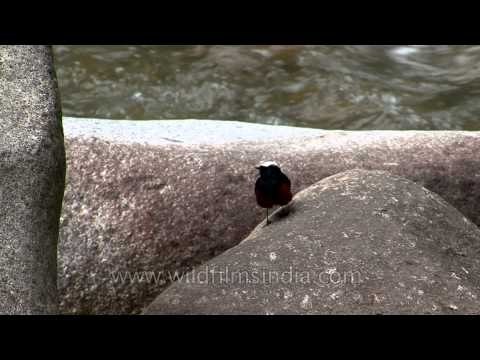 White-capped Redstart preens on a rock, after a dip