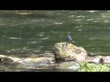 Plumbeous Redstart along a Kashmir torrent