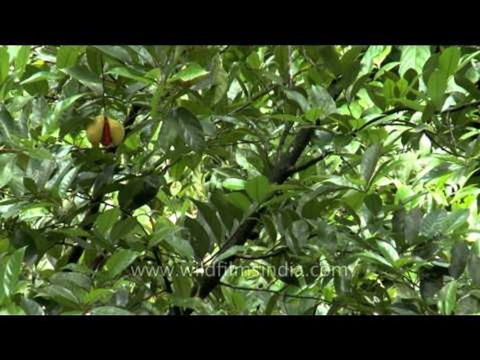 Nutmeg plantation in Kerala