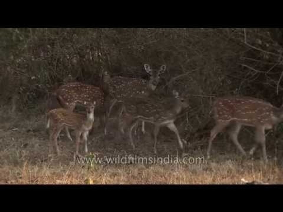 Herd of Spotted deer in Bandipur National park