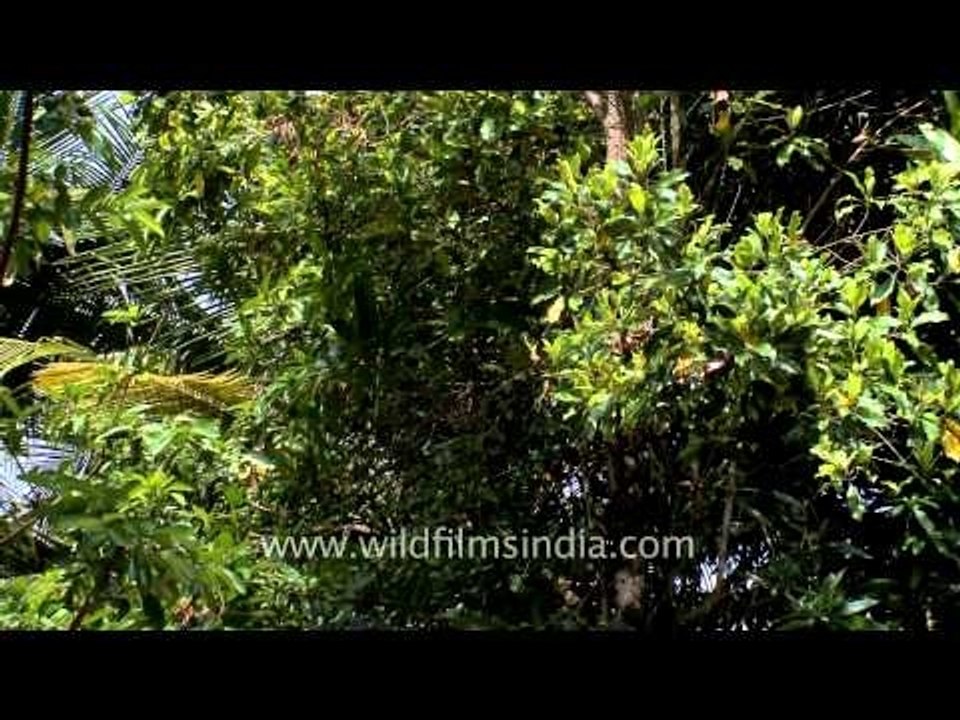 Plantation of Nutmeg in Kerala, India