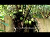 Coconut plantation in Kerala - India