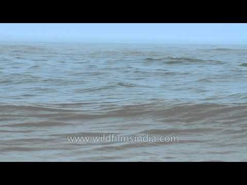 Fishing through shores of Arabian sea: Neendakara, Kerala