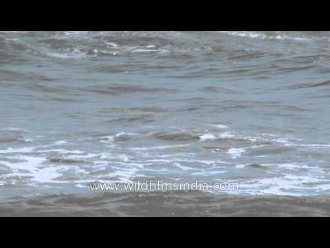 Arabian sea waves: Quilon, Kerala