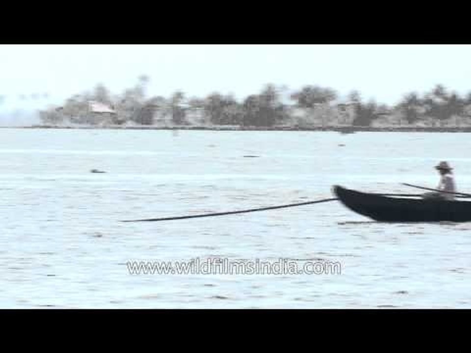 Fishermen pulling fishing net on Vembanad Lake - Kerala