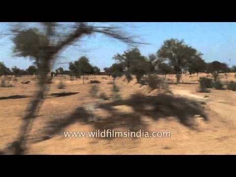 Road trip to Rajasthan passing sand dunes and dry vegetation