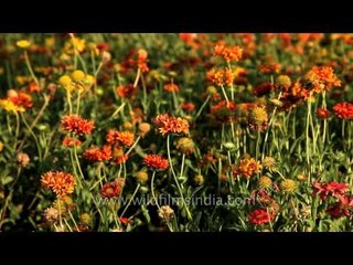 The fascinating Sunder Nursery - Delhi