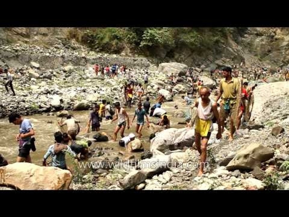Fish killing festival in Tehri Garhwal, Uttarakhand