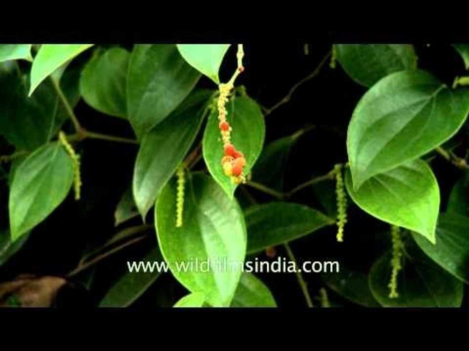 Pepper plants grown in Kerala