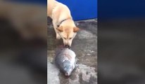 Un chien arrose des poissons qui meurent