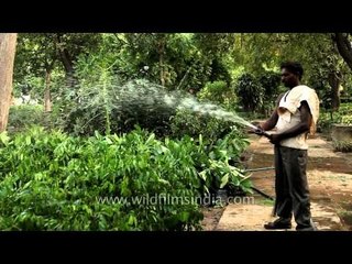 Man waters green plants at Sunder Nursery in Delhi