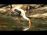 Painted storks wade through water