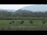 Rhino and water buffaloes graze in Kaziranga National Park - Assam