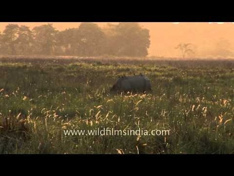 Indian rhino grazing on elephant grass of Kaziranga National Park
