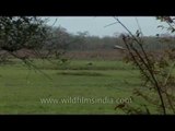 Indian rhinos grazing on elephant grasses of Kaziranga, Assam