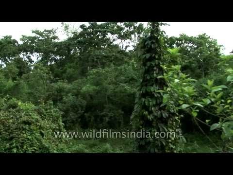 Indian Rhino in Kaziranga National Park