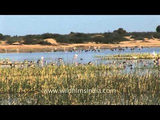 Birds-Tape 21-L30-1.mov