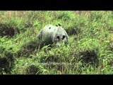 One horned rhino at Kaziranga National Park, Assam