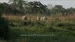 Swamp deer and Water buffaloes - Kaziranga National Park, Assam