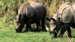 Rhinoceros grazing in Kaziranga National Park