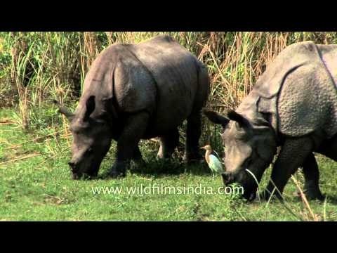 Rhinoceros grazing in Kaziranga National Park