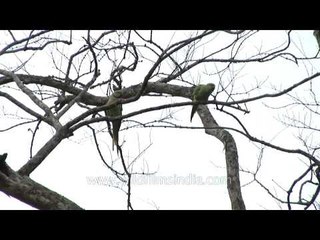 A pair of Rose-ringed Parakeet on a branch of a dry tree