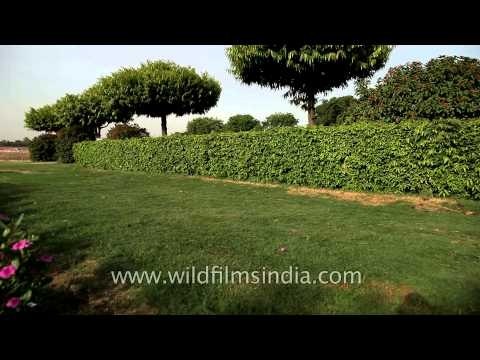 Mehtab Bagh : Garden with a view of Taj Mahal