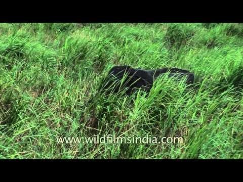 Baby elephant in Kaziranga National Park - Assam